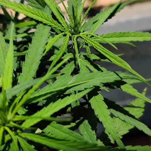Kerala Gold growlog photo: Pistills grow!