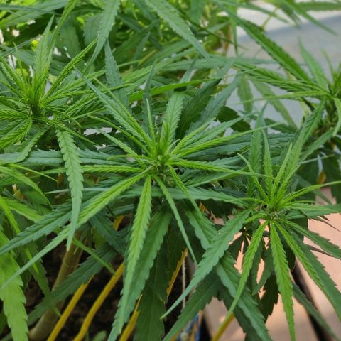 Kerala Gold growlog photo: Pistills grow!