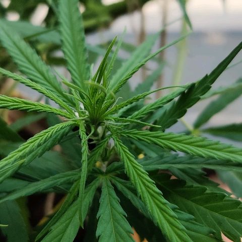 Kerala Gold growlog photo: Pistills grow!