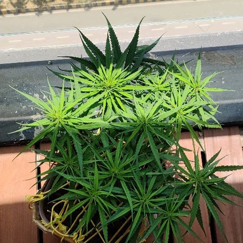 Kerala Gold growlog photo: Pistills grow!