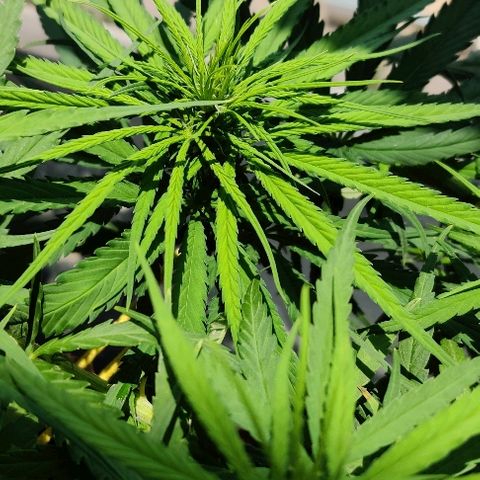 Kerala Gold growlog photo: Pistills grow!