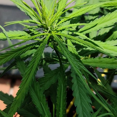 Kerala Gold growlog photo: Pistills grow!