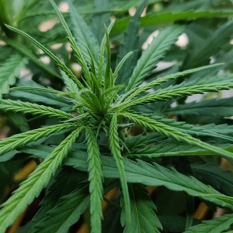 Kerala Gold growlog photo: Pistills grow!