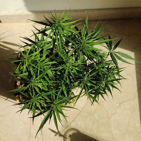 Kerala Gold growlog photo: Flowers have started to take shape and stretch up! ❤️💕God just save me from this Hermie issue...! Even the small ball sacks are being castrated!! 😆😆
