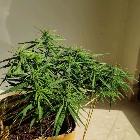 Kerala Gold growlog photo: Flowers have started to take shape and stretch up! ❤️💕God just save me from this Hermie issue...! Even the small ball sacks are being castrated!! 😆😆