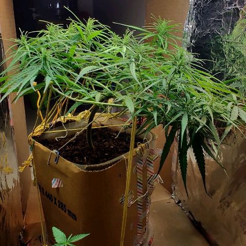 Kerala Gold growlog photo: Flowers stretching⬆️🔝