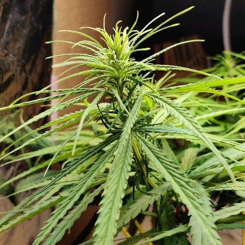 Kerala Gold growlog photo: Flowers stretching⬆️🔝