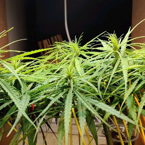 Kerala Gold growlog photo: Flowers stretching⬆️🔝