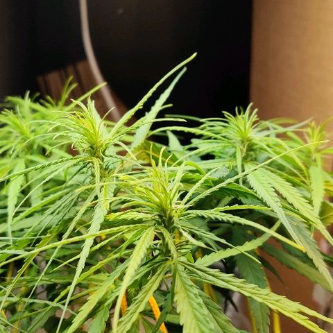 Kerala Gold growlog photo: Flowers stretching⬆️🔝