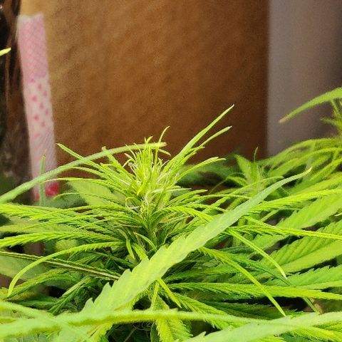 Kerala Gold growlog photo: Flowers stretching⬆️🔝