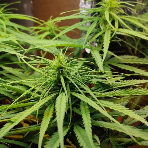 Kerala Gold growlog photo: New Day! I am healthy 💪