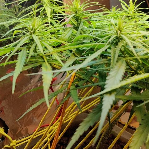 Kerala Gold growlog photo: New Day! I am healthy 💪
