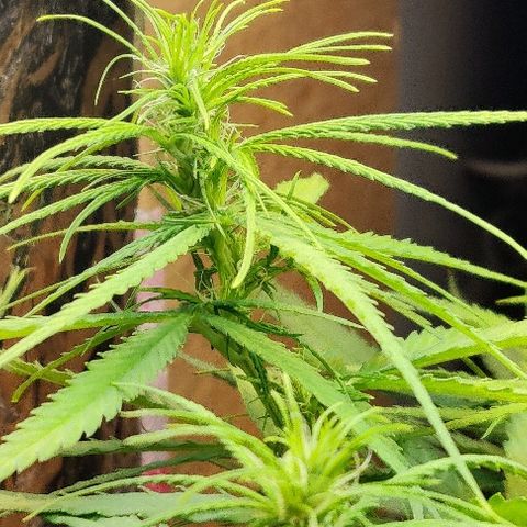 Kerala Gold growlog photo: New Day! I am healthy 💪