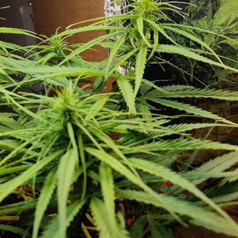 Kerala Gold growlog photo: New Day! I am healthy 💪