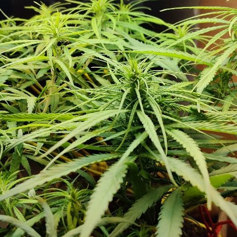 Kerala Gold growlog photo: New Day! I am healthy 💪