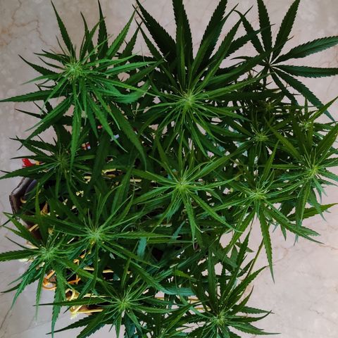 Kerala Gold growlog photo: Good Morning!
