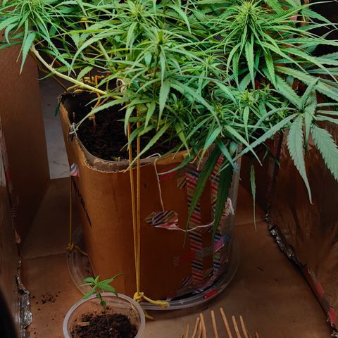 Kerala Gold growlog photo: I feel the flowers shall stretch a little bit up!