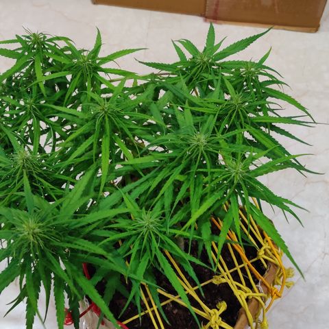 Kerala Gold growlog photo: Good night!