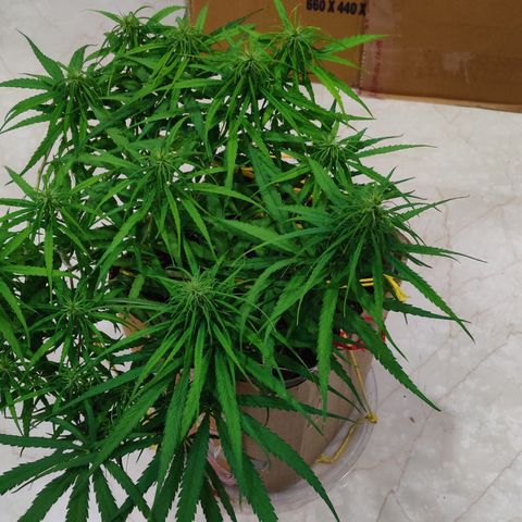 Kerala Gold growlog photo: Good night!