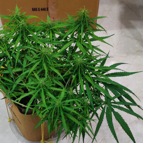 Kerala Gold growlog photo: Good night!