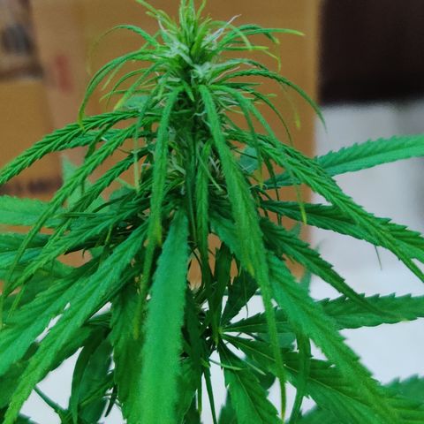 Kerala Gold growlog photo: Good night!