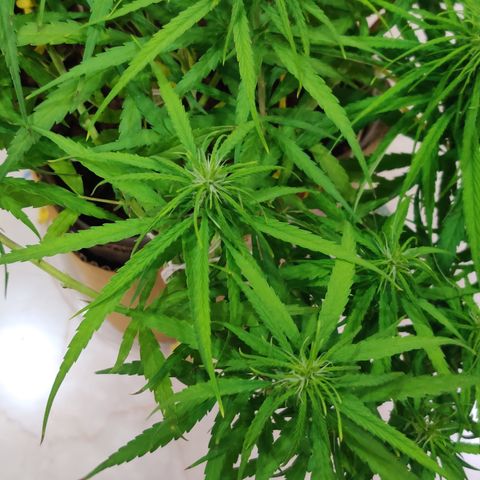 Kerala Gold growlog photo: Good night!