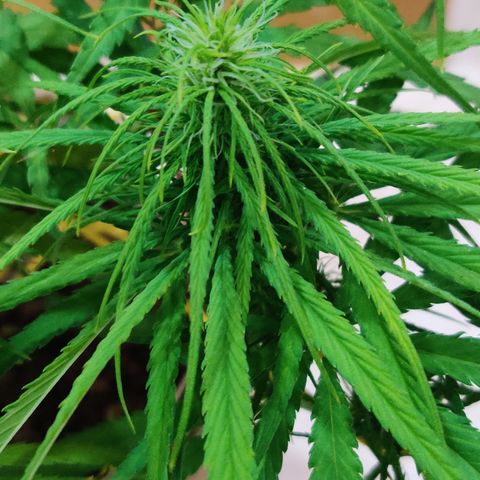 Kerala Gold growlog photo: Good night!