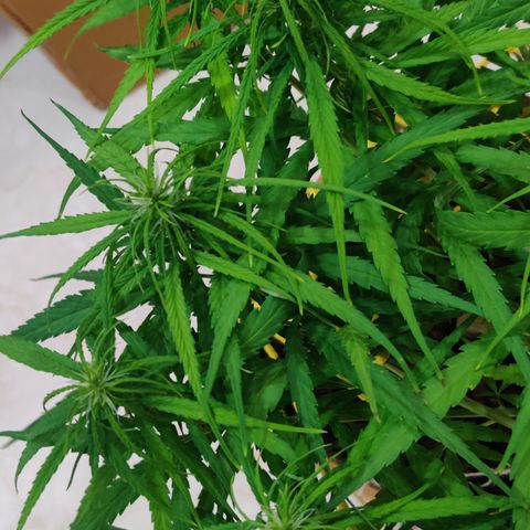 Kerala Gold growlog photo: Good night!
