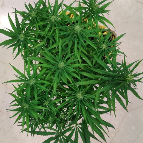 Kerala Gold growlog timeline photo