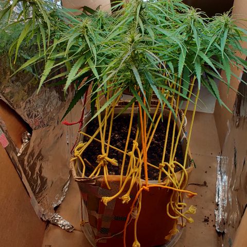 Kerala Gold growlog timeline photo
