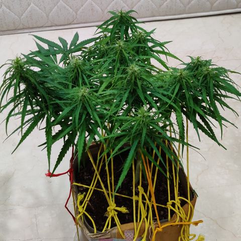Kerala Gold growlog timeline photo