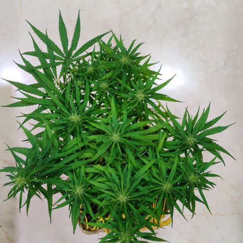 Kerala Gold growlog timeline photo