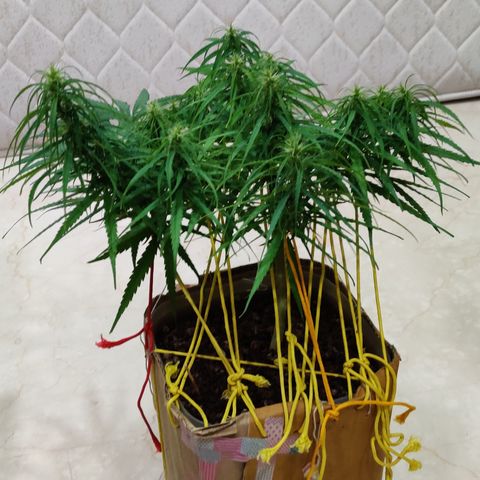 Kerala Gold growlog timeline photo