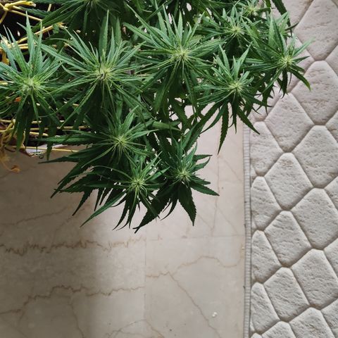 Kerala Gold growlog timeline photo