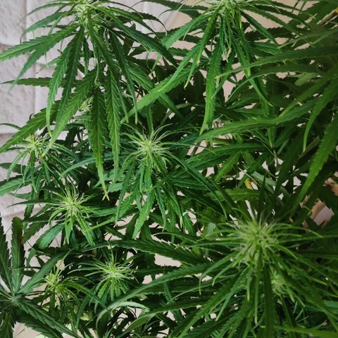 Kerala Gold growlog timeline photo