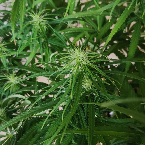Kerala Gold growlog timeline photo