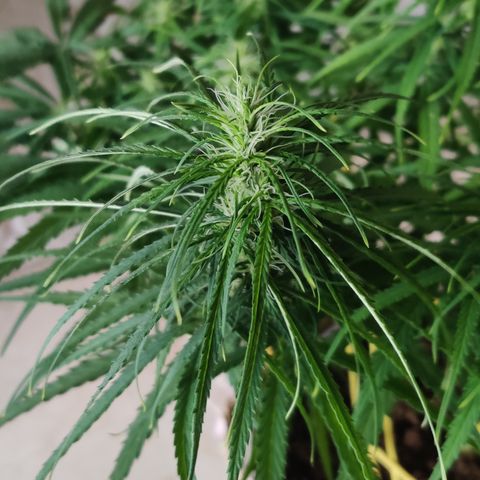Kerala Gold growlog timeline photo