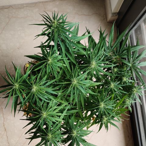 Kerala Gold growlog timeline photo