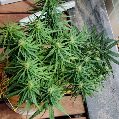 Kerala Gold growlog timeline photo