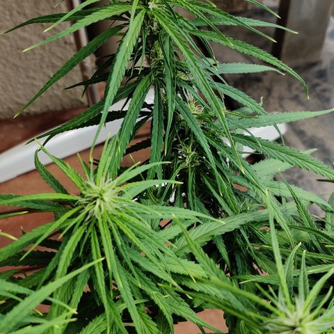 Kerala Gold growlog timeline photo