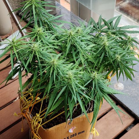 Kerala Gold growlog timeline photo