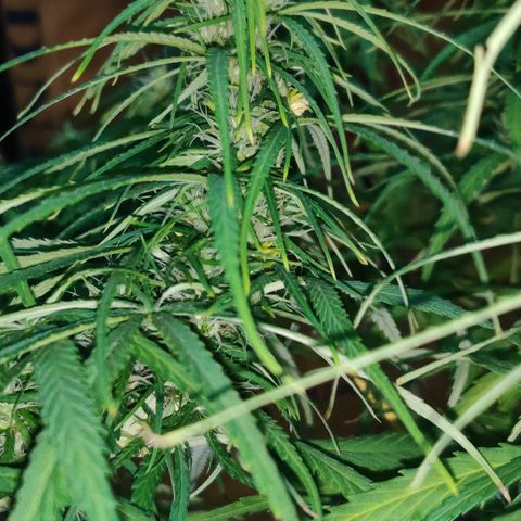 Kerala Gold growlog photo: Day 30 of flowering ends...have a look at the developing buds!