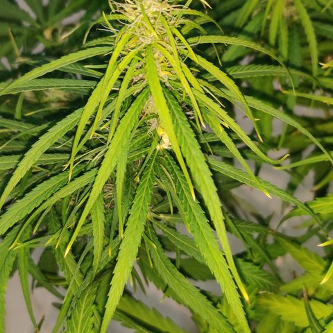 Kerala Gold growlog photo: Day 30 of flowering ends...have a look at the developing buds!