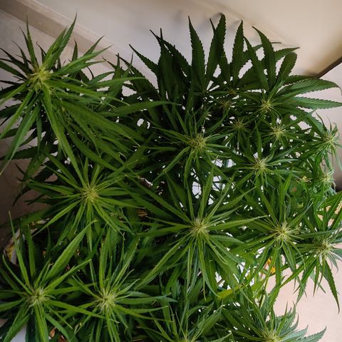 Kerala Gold growlog photo: Day 30 of flowering ends...have a look at the developing buds!