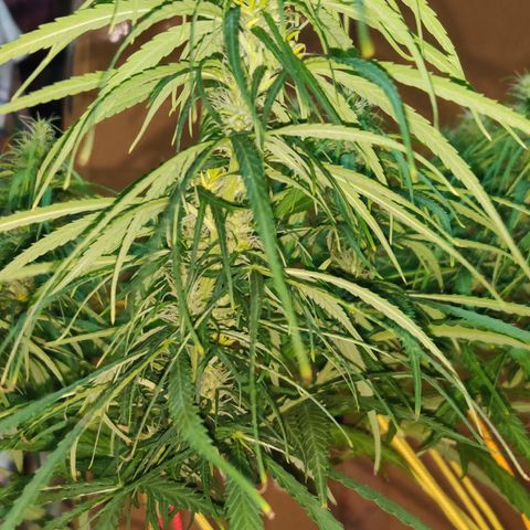 Kerala Gold growlog photo: Day 30 of flowering ends...have a look at the developing buds!