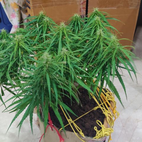 Kerala Gold growlog photo: Day 30 of flowering ends...have a look at the developing buds!