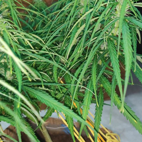 Kerala Gold growlog photo: Day 30 of flowering ends...have a look at the developing buds!