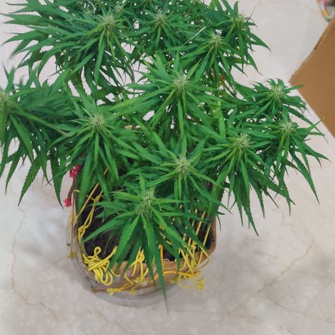 Kerala Gold growlog photo: Day 30 of flowering ends...have a look at the developing buds!