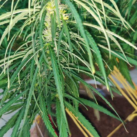 Kerala Gold growlog photo: Day 30 of flowering ends...have a look at the developing buds!