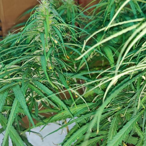 Kerala Gold growlog photo: Day 30 of flowering ends...have a look at the developing buds!